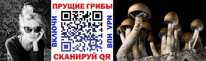 Галлюциногенные грибы Psilocybine cubensis  Горячеводский 